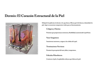 Dermis: El Corazón Estructural de la Piel
Debajo de la epidermis, la dermis es la capa densa y fibrosa que le da fuerza y elasticidad a la
piel. Aquí se encuentran componentes vitales para su funcionamiento.
Colágeno y Elastina
Proteínas que proporcionan resistencia y flexibilidad, manteniendo la piel firme.
Vasos Sanguíneos
Suministran nutrientes y oxígeno a las células de la piel.
Terminaciones Nerviosas
Permiten la percepción del tacto, dolor y temperatura.
Folículos Pilosebáceos
Contienen el pelo y las glándulas sebáceas que lubrican la piel.
 