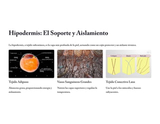 Hipodermis: El Soporte y Aislamiento
La hipodermis, o tejido subcutáneo, es la capa más profunda de la piel, actuando como un cojín protector y un aislante térmico.
Tejido Adiposo
Almacena grasa, proporcionando energía y
aislamiento.
Vasos Sanguíneos Grandes
Nutren las capas superiores y regulan la
temperatura.
Tejido Conectivo Laxo
Une la piel a los músculos y huesos
subyacentes.
 
