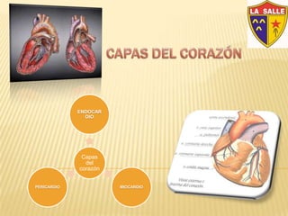 ENDOCAR
DIO
Capas
del
corazón
PERICARDIO MIOCARDIO