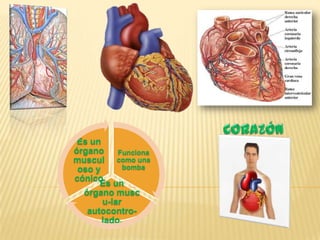 Es un
órgano Funciona
muscul como una
oso y bomba
cónico
Es un
órgano musc
u-lar
autocontro-
lado.