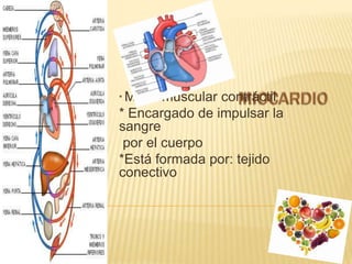 *Masa muscular contráctil
* Encargado de impulsar la
sangre
por el cuerpo
*Está formada por: tejido
conectivo