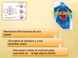 Membrana fibroserosa de dos
capas
Envuelve al corazón y a los
grandes vasos
Recubren a todo el corazón para
que este no tenga alguna lesión