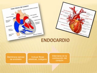 Interviene en la
Membrana serosa Incluye fibras
contracción del
de endotelio elásticas, colágeno
corazón