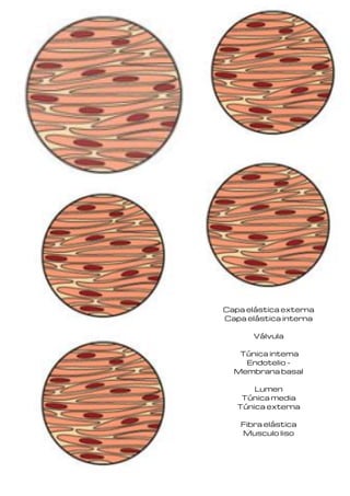 Capas de corazon  (3).pdf