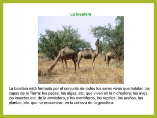 La biosfera
La biosfera está formada por el conjunto de todos los seres vivos que habitan las
capas de la Tierra: los peces, las algas, etc. que viven en la hidrosfera; las aves,
los insectos etc. de la atmósfera, y los mamíferos, los reptiles, las arañas, las
plantas, etc. que se encuentran en la corteza de la geosfera.
 
