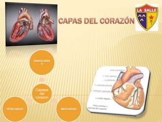ENDOCARDI
O
Capasw
del
corazon
PERICARDIO MIOCARDIO