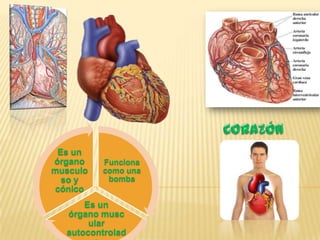 Es un
órgano Funciona
musculo como una
so y bomba
cónico
Es un
órgano musc
ular
autocontrolad
