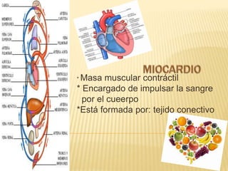 *Masa muscular contráctil
* Encargado de impulsar la sangre
por el cueerpo
*Está formada por: tejido conectivo