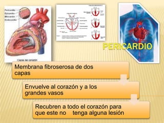 Membrana fibroserosa de dos
capas
Envuelve al corazón y a los
grandes vasos
Recubren a todo el corazón para
que este no tenga alguna lesión