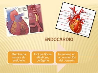 Membrana Incluye fibras Interviene en
serosa de elásticas, la contracción
endotelio colágeno del corazón