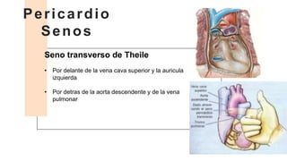 Seno transverso de Theile
• Por delante de la vena cava superior y la auricula
izquierda
• Por detras de la aorta descendente y de la vena
pulmonar
Pericardio
Senos
 