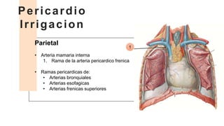 Parietal
• Arteria mamaria interna
1. Rama de la arteria pericardico frenica
• Ramas pericardicas de:
• Arterias bronquiales
• Arterias esofagicas
• Arterias frenicas superiores
Pericardio
Irrigacion
1
 