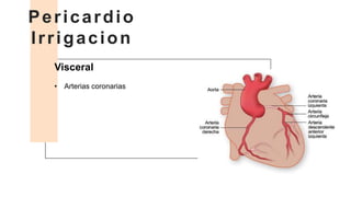 Visceral
• Arterias coronarias
Pericardio
Irrigacion
 