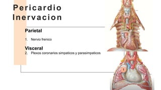 Parietal
1. Nervio frenico
Visceral
2. Plexos coronarios simpaticos y parasimpaticos
Pericardio
Inervacion
1
2
 
