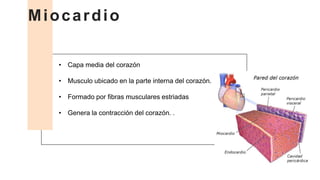 • Capa media del corazón
• Musculo ubicado en la parte interna del corazón.
• Formado por fibras musculares estriadas
• Genera la contracción del corazón. .
Miocardio
 