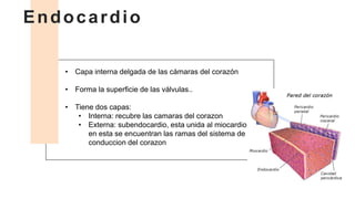 Capas del corazon.pptx