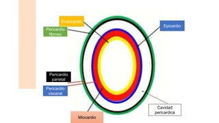 Endocardio
Epicardio
Miocardio
Pericardio
visceral
Pericardio
parietal
Pericardio
fibroso
Cavidad
pericardica
 