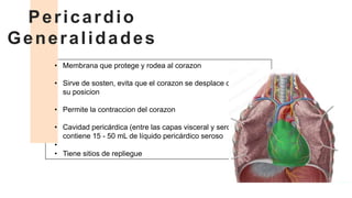 • Membrana que protege y rodea al corazon
• Sirve de sosten, evita que el corazon se desplace de
su posicion
• Permite la contraccion del corazon
• Cavidad pericárdica (entre las capas visceral y serosa)
contiene 15 - 50 mL de líquido pericárdico seroso
•
• Tiene sitios de repliegue
Pericardio
Generalidades
 