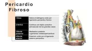 Pericardio
Fibroso
1.Base Sobre el diafragma unido por
ligamento pericardico frenico
2.Vertice Continuo con tejido conectivo
perivascular de los grandes vasos
3.Borde
posterior
Mediastino posterior
Ligamentos vertebropericardicos
4.Borde
anterior
Esternon unido por el ligamento
esterno pericardico
1
2
3
4
 