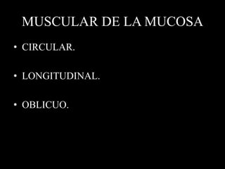 MUSCULAR DE LA MUCOSA
• CIRCULAR.
• LONGITUDINAL.
• OBLICUO.
