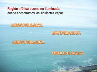 Región afótica o zona no iluminada:
donde encontramos las siguientes capas
 