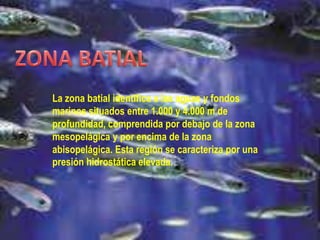La zona batial identifica a las aguas y fondos
marinos situados entre 1.000 y 4.000 m de
profundidad, comprendida por debajo de la zona
mesopelágica y por encima de la zona
abisopelágica. Esta región se caracteriza por una
presión hidrostática elevada.
 
