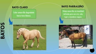 CAPAS Y PELAJES salud equina para el desarrollo de conocimeinto | PPTX
