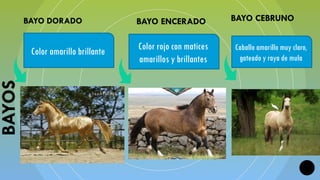 CAPAS Y PELAJES salud equina para el desarrollo de conocimeinto | PPTX