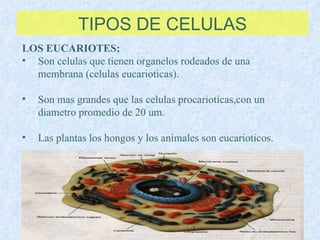 TIPOS DE CELULAS LOS EUCARIOTES;   Son celulas que tienen organelos rodeados de una  membrana (celulas eucarioticas). Son mas grandes que las celulas procarioticas,con un diametro promedio de 20 um. Las plantas los hongos y los animales son eucarioticos. 
