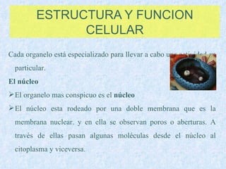 ESTRUCTURA Y FUNCION CELULAR Cada organelo está especializado para llevar a cabo una actividad en particular. El núcleo El organelo mas conspicuo es el  núcleo El núcleo esta rodeado por una doble membrana que es la membrana nuclear. y en ella se observan poros o aberturas. A través de ellas pasan algunas moléculas desde el núcleo al citoplasma y viceversa. 