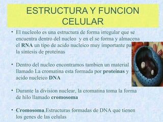 ESTRUCTURA Y FUNCION CELULAR El nucleolo es una estructura de forma irregular que se encuentra dentro del nucleo  y en el se forma y almacena el  RNA  un tipo de acido nucleico muy importante para la síntesis de proteínas Dentro del nucleo encontramos tambien un material llamado La cromatina esta formada por  proteínas  y  el acido nucleico  DNA Durante la division nuclear, la cromatina toma la forma de hilo llamado  cromosoma Cromosoma .Estructuras formadas de DNA que tienen los genes de las celulas 