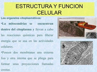 ESTRUCTURA Y FUNCION CELULAR Los organelos citoplasmáticos: La mitocondrias se  encuentran dentro del citoplasma y  llevan a cabo las reacciones químicas para liberar energía que se usa en las actividades celulares. Poseen dos membranas una externa lisa y otra interna que se pliega para formar unas proyecciones llamadas crestas. 