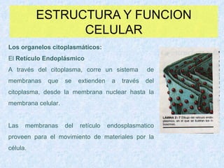 ESTRUCTURA Y FUNCION CELULAR Los organelos citoplasmáticos: El  Retículo Endoplásmico   A través del citoplasma, corre un sistema  de membranas que se extienden a través del citoplasma, desde la membrana nuclear hasta la membrana celular.  Las membranas del retículo endosplasmatico proveen para el movimiento de materiales por la célula. 