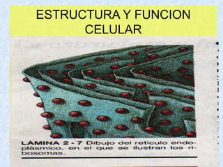 ESTRUCTURA Y FUNCION CELULAR 