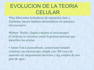 EVOLUCION DE LA TEORIA  CELULAR Dos fabricantes holandeses de espejuelos.Jans y Zacharias Jansen tambien desarrollaron los primeros microscopios. Robert  Hooke. (Ingles) mejoro el microscopio (Corcho)se lo reconoce como la primera persona que identifico las celulas. Anton Van Leeuwenhoek, comerciante holades  construyo un microscopio simple con 200 veces de aumento cel sanguineasm bacterias y org simples de una gota de agua. 