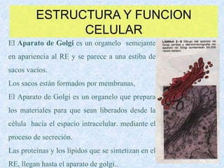ESTRUCTURA Y FUNCION CELULAR El  Aparato de Golgi  es un organelo  semejante en apariencia al RE y se parece a una estiba de sacos vacíos. Los sacos están formados por membranas,  El Aparato de Golgi es un organelo que prepara los materiales para que sean liberados desde la célula  hacia el espacio intracelular. mediante el proceso de secreción. Las proteínas y los lípidos que se sintetizan en el RE, llegan hasta el aparato de golgi.. 
