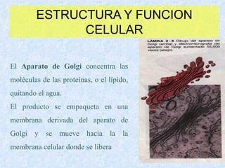 ESTRUCTURA Y FUNCION CELULAR El  Aparato de Golgi  concentra las moléculas de las proteínas, o el lípido, quitando el agua. El producto se empaqueta en una membrana derivada del aparato de Golgi y se mueve hacia la la membrana celular donde se libera 