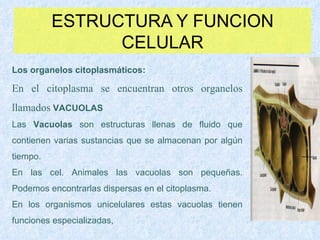 ESTRUCTURA Y FUNCION CELULAR Los organelos citoplasmáticos: En el citoplasma se encuentran otros organelos llamados  VACUOLAS Las  Vacuolas  son estructuras llenas de fluido que contienen varias sustancias que se almacenan por algún tiempo. En las cel. Animales las vacuolas son pequeñas. Podemos encontrarlas dispersas en el citoplasma.  En los organismos unicelulares estas vacuolas tienen funciones especializadas,  