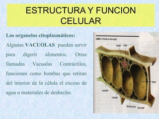 ESTRUCTURA Y FUNCION CELULAR Los organelos citoplasmáticos: Algunas  VACUOLAS   pueden servir para digerir alimentos. Otras llamadas Vacuolas Contráctiles, funcionan como bombas que retiran del interior de la célula el exceso de agua o materiales de deshecho. 