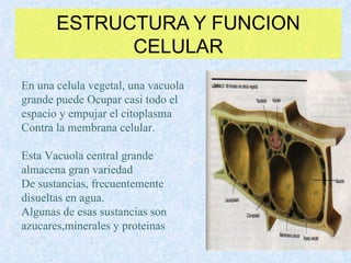 ESTRUCTURA Y FUNCION CELULAR En una celula vegetal, una vacuola grande puede Ocupar casi todo el espacio y empujar el citoplasma Contra la membrana celular. Esta Vacuola central grande almacena gran variedad  De sustancias, frecuentemente disueltas en agua. Algunas de esas sustancias son azucares,minerales y proteinas 