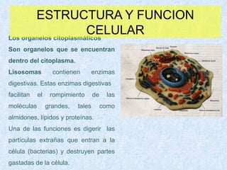 ESTRUCTURA Y FUNCION CELULAR Los organelos citoplasmáticos Son organelos que se encuentran dentro del citoplasma. Lisosomas  contienen enzimas digestivas. Estas enzimas digestivas  facilitan el rompimiento de las moléculas grandes, tales como almidones, lípidos y proteínas. Una de las funciones es digerir  las partículas extrañas que entran a la célula (bacterias) y destruyen partes gastadas de la célula. 
