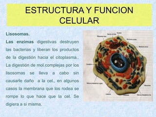 ESTRUCTURA Y FUNCION CELULAR Lisosomas. Las enzimas  digestivas destruyen las bacterias y liberan los productos de la digestión hacia el citoplasma.. La digestión de mol.complejas por los lisosomas se lleva a cabo sin causarle daño  a la cel., en algunos casos la membrana que los rodea se rompe lo que hace que la cel. Se digiera a si misma. 