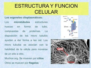 ESTRUCTURA Y FUNCION CELULAR Los organelos citoplasmáticos : Los  microtúbulos  estructuras huecas en forma de tubo, compuestas de proteínas. La disposición de los micro tubulos ayudan a dar forma a las cel. Los micro tubulos se asocian con la habilidad de la célula para moverse de un sitio a otro.  Muchos org. Se mueven por  cilios Otros se mueven por  flagelos 