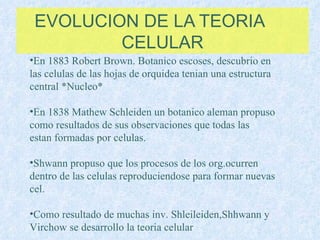 EVOLUCION DE LA TEORIA  CELULAR En 1883 Robert Brown. Botanico escoses, descubrio en las celulas de las hojas de orquidea tenian una estructura central *Nucleo* En 1838 Mathew Schleiden un botanico aleman propuso como resultados de sus observaciones que todas las  estan formadas por celulas. Shwann propuso que los procesos de los org.ocurren dentro de las celulas reproduciendose para formar nuevas cel. Como resultado de muchas inv. Shleileiden,Shhwann y Virchow se desarrollo la teoria celular 