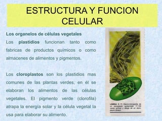 ESTRUCTURA Y FUNCION CELULAR Los organelos de células vegetales Los  plastidios  funcionan tanto como fabricas de productos químicos o como almacenes de alimentos y pigmentos.  Los  cloroplastos  son los plastidios mas comunes de las plantas verdes, en él se elaboran los alimentos de las células vegetales. El pigmento verde (clorofila) atrapa la energía solar y la célula vegetal la usa para elaborar su alimento. 