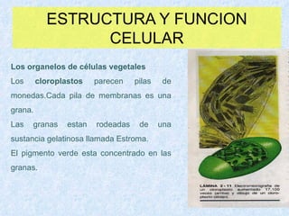 ESTRUCTURA Y FUNCION CELULAR Los organelos de células vegetales Los  cloroplastos  parecen pilas de monedas.Cada pila de membranas es una grana. Las granas estan rodeadas de una sustancia gelatinosa llamada Estroma. El pigmento verde esta concentrado en las granas. 