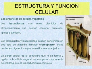 ESTRUCTURA Y FUNCION CELULAR Los organelos de células vegetales Los  leucoplastos  son otros plastidios de almacenamiento que pueden contener proteínas, lípidos o almidón. Los cloroplastos y leucoplastos pueden convertirse en otro tipo de plastidio llamado  cromoplasto , estos contienen pigmentos rojos, amarillos o anaranjados. La pared celular es la estructura que le da forma y rigidez a la célula vegetal, se compone mayormente de celulosa que es un carbohidrato complejo.  