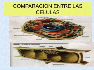 COMPARACION ENTRE LAS CELULAS 