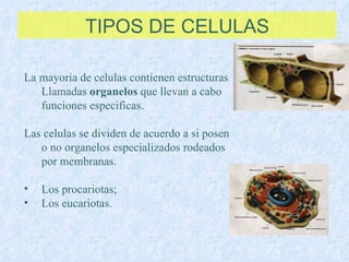 TIPOS DE CELULAS La mayoria de celulas contienen estructuras Llamadas  organelos  que llevan a cabo funciones especificas. Las celulas se dividen de acuerdo a si posen o no organelos especializados rodeados por membranas. Los procariotas;  Los eucariotas.  