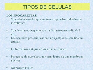 TIPOS DE CELULAS LOS PROCARIOTAS;   Son celulas simples que no tienen organelos rodeados de membranas. Son de tamano pequeno con un diametro promedio de 1 um. Las bacterias procarioticas son un ejemplo de este tipo de celulas. La forma mas antigua de vida que se conoce Poseen acido nucleicos, no estan dentro de una membrana nuclear No poseen nucleo 